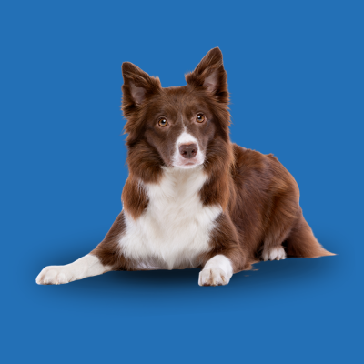 Perro