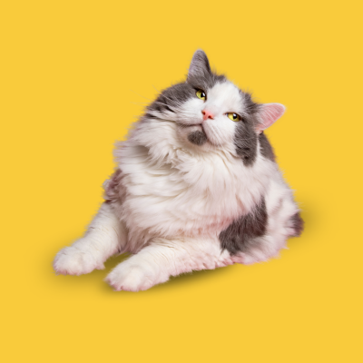 Gato
